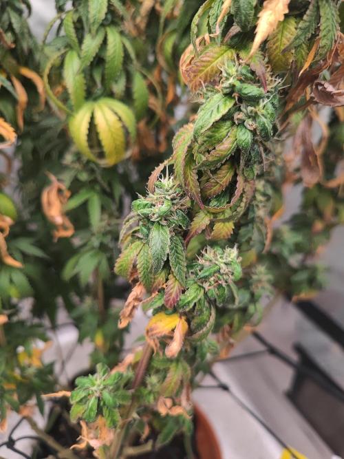 14/14 CRITICAL FEM "GB STRAINS". Week 27