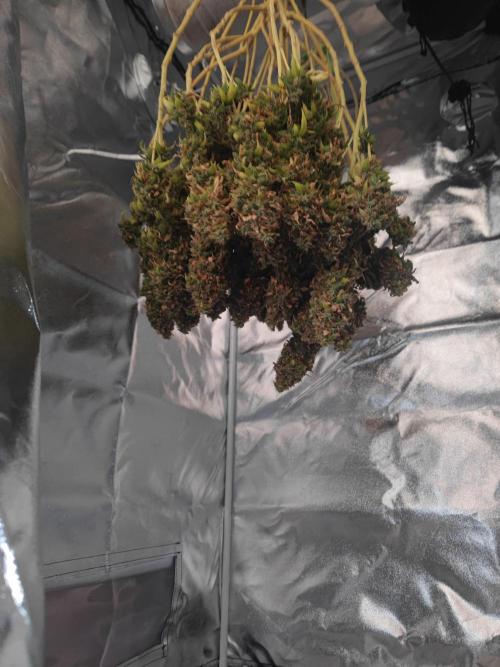 14/14 Oreoz FEM "GB SEEDS". Week 27