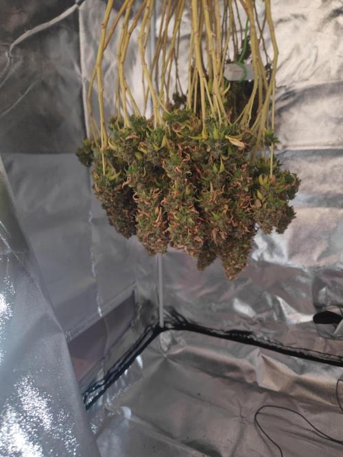 14/14 Oreoz FEM "GB SEEDS". Week 27