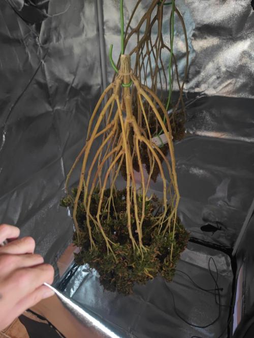 14/14 Oreoz FEM "GB SEEDS". Week 27