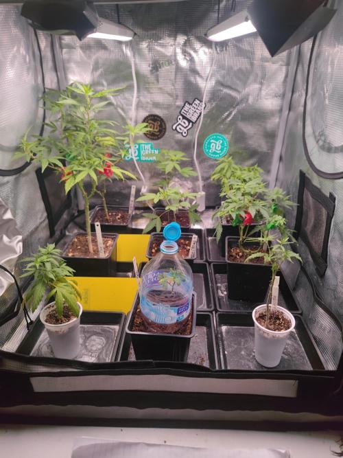 💚Carpa de esquejes y sus cuidados 💚. Week 10