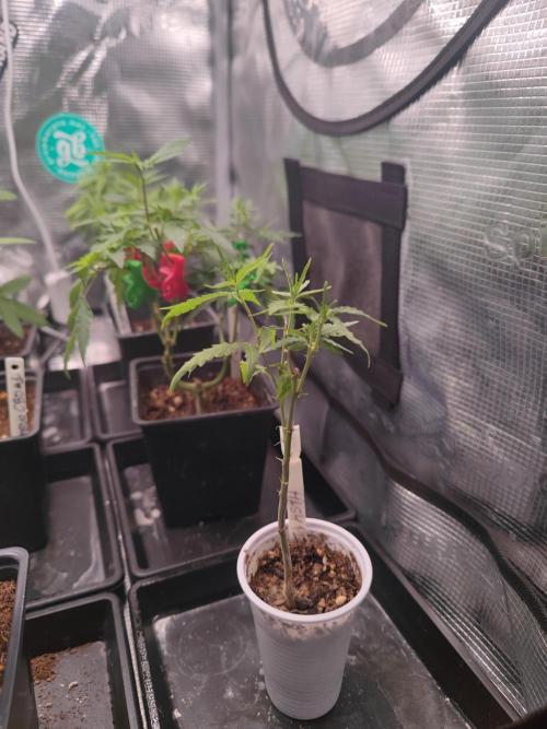 💚Carpa de esquejes y sus cuidados 💚. Week 10