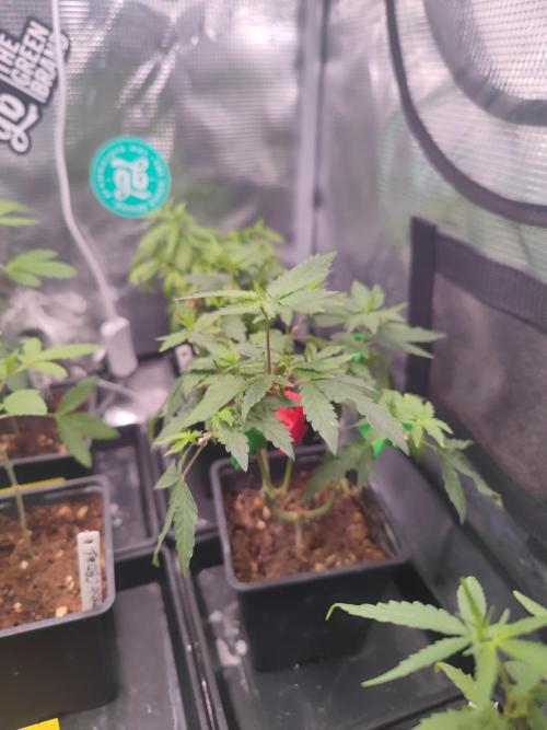 💚Carpa de esquejes y sus cuidados 💚. Week 10