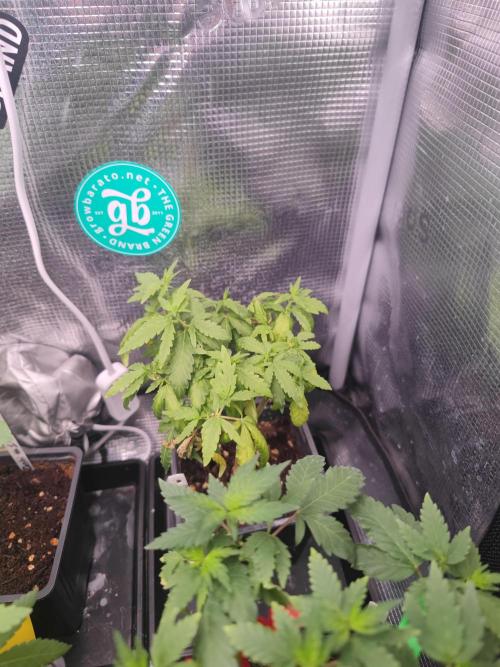 💚Carpa de esquejes y sus cuidados 💚. Week 10