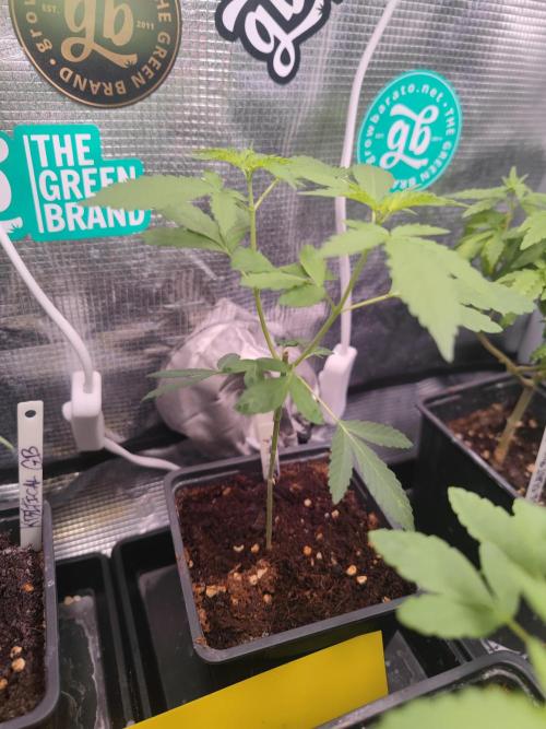 💚Carpa de esquejes y sus cuidados 💚. Week 10
