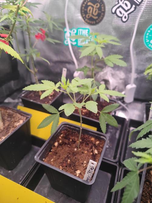 💚Carpa de esquejes y sus cuidados 💚. Week 10