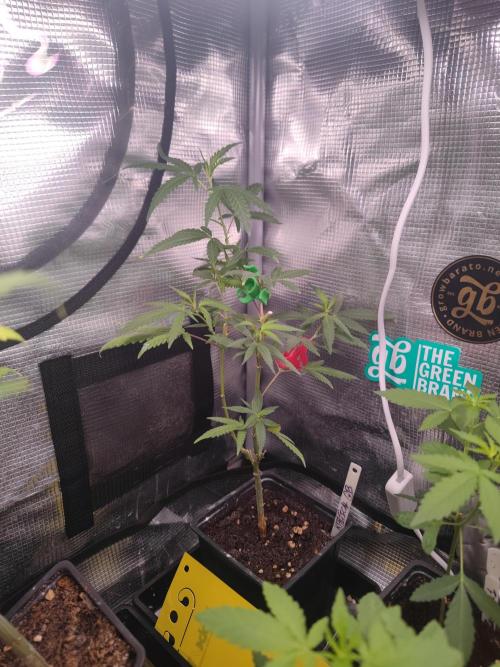 💚Carpa de esquejes y sus cuidados 💚. Week 10