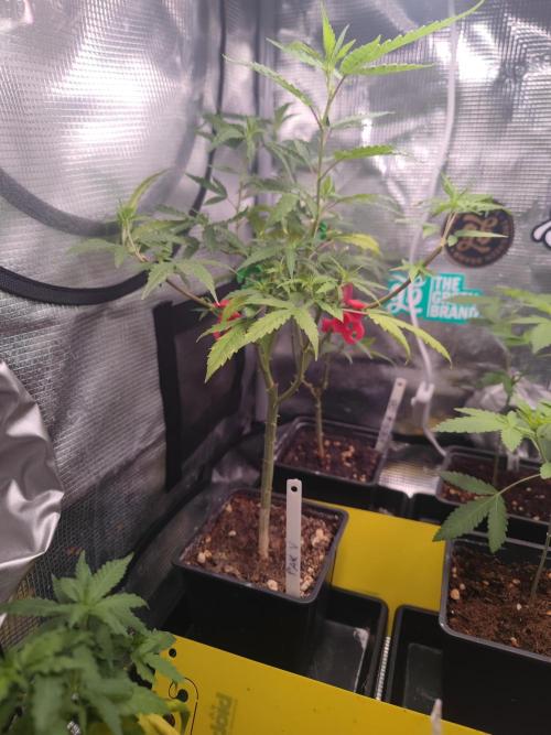 💚Carpa de esquejes y sus cuidados 💚. Week 10