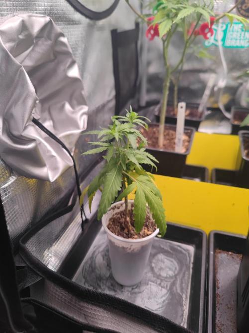 💚Carpa de esquejes y sus cuidados 💚. Week 10