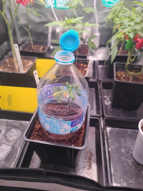 💚Carpa de esquejes y sus cuidados 💚. Week 10