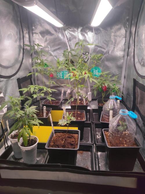 💚Carpa de esquejes y sus cuidados 💚. Week 11