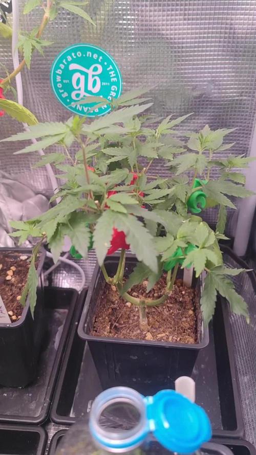 💚Carpa de esquejes y sus cuidados 💚