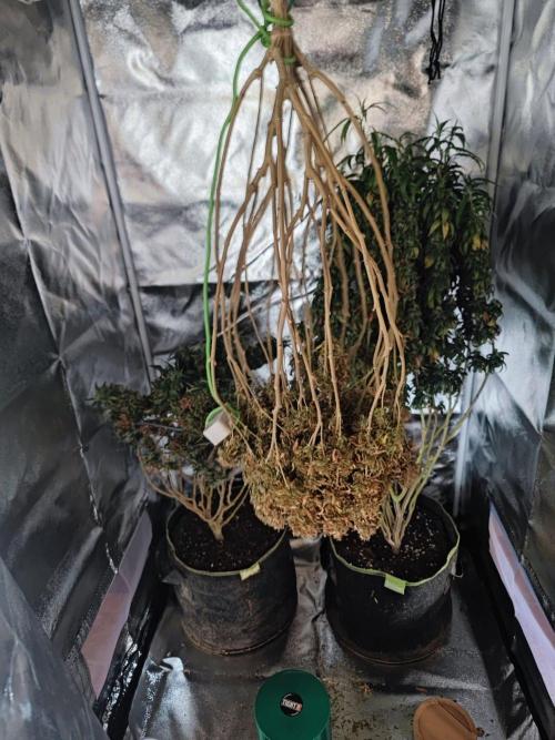 14/14 Oreoz FEM "GB SEEDS". Week 28