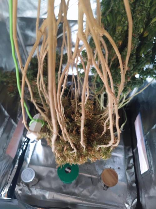 14/14 Oreoz FEM "GB SEEDS". Week 28