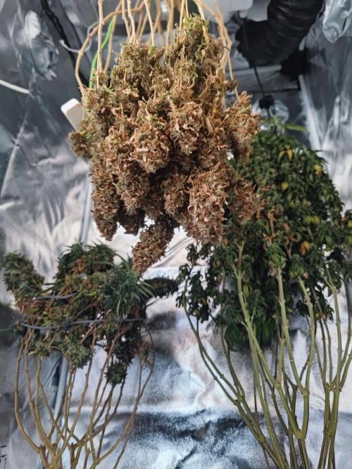 14/14 Oreoz FEM "GB SEEDS". Week 28