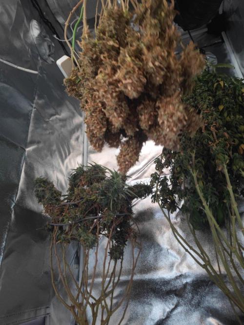 14/14 Oreoz FEM "GB SEEDS". Week 28