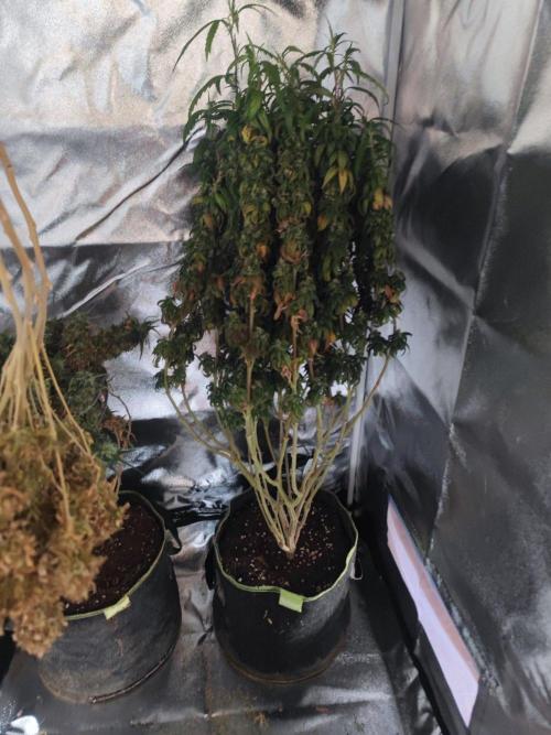 14/14 CRITICAL FEM "GB STRAINS". Week 28