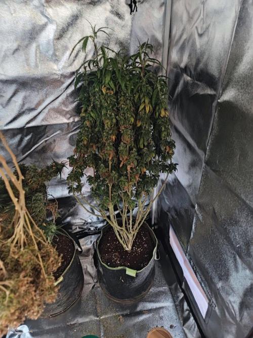 14/14 CRITICAL FEM "GB STRAINS". Week 28