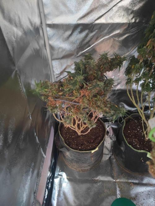 14/14 Kritical GB FEM "GB STRAINS". Week 28