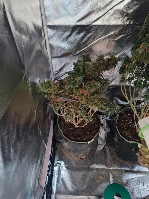 14/14 Kritical GB FEM "GB STRAINS". Week 28