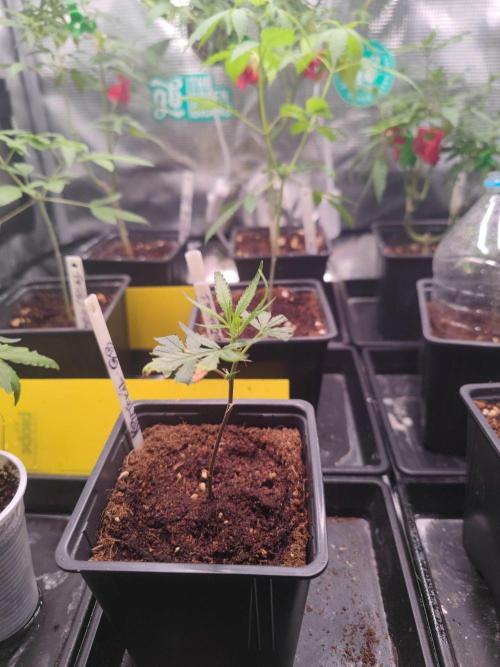 Kritical GB FEM "GB SEEDS". Week 1