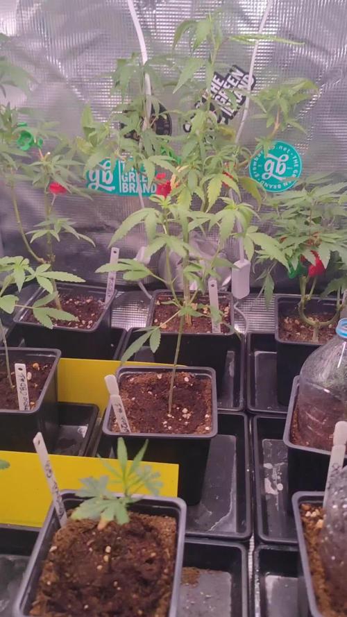 Kritical GB FEM "GB SEEDS"
