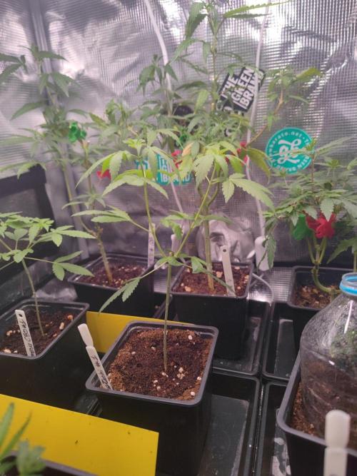 Blue Zushi L.E. "Grower Choice". Week 1