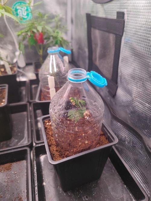 CRITICAL FEM "GB STRAINS. Week 1