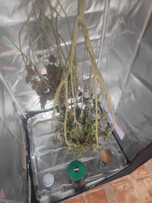 14/14 CRITICAL FEM "GB STRAINS". Week 29