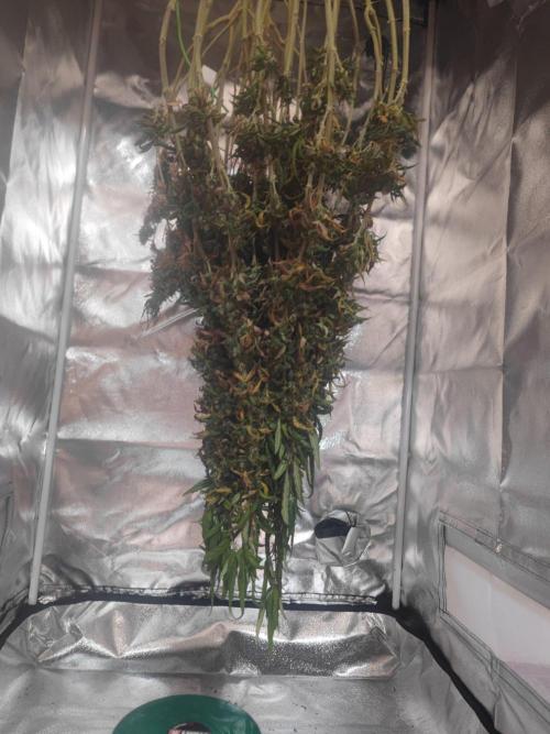 14/14 CRITICAL FEM "GB STRAINS". Week 29