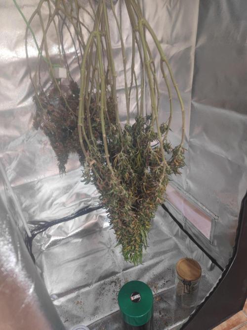 14/14 CRITICAL FEM "GB STRAINS". Week 29
