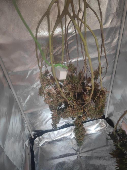 14/14 Kritical GB FEM "GB STRAINS". Week 29