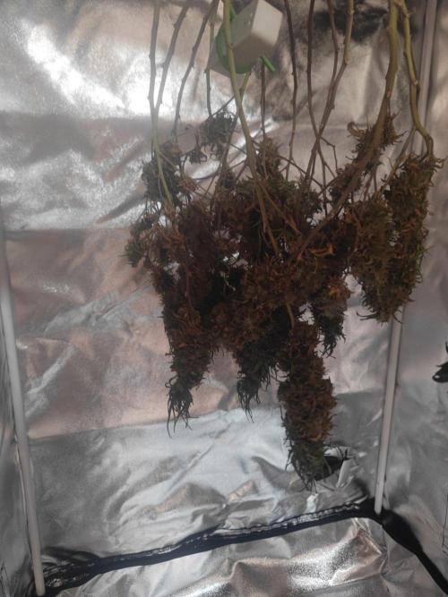 14/14 Kritical GB FEM "GB STRAINS". Week 29