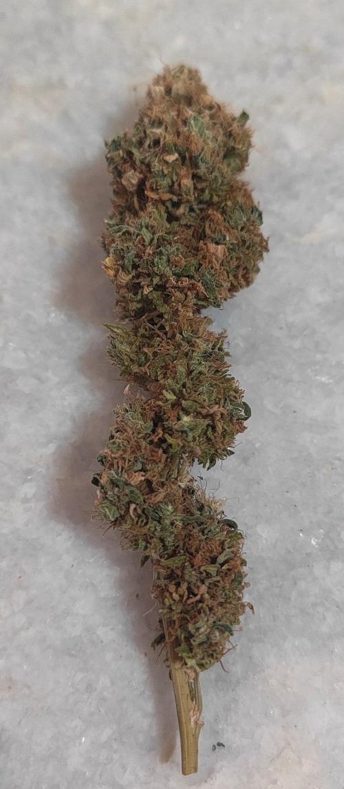 14/14 Oreoz FEM "GB SEEDS". Week 29