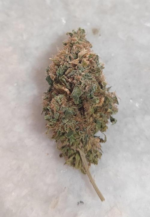 14/14 Oreoz FEM "GB SEEDS". Week 29