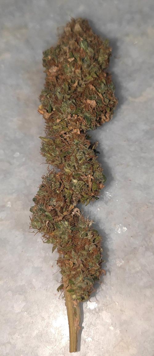 14/14 Oreoz FEM "GB SEEDS". Week 29