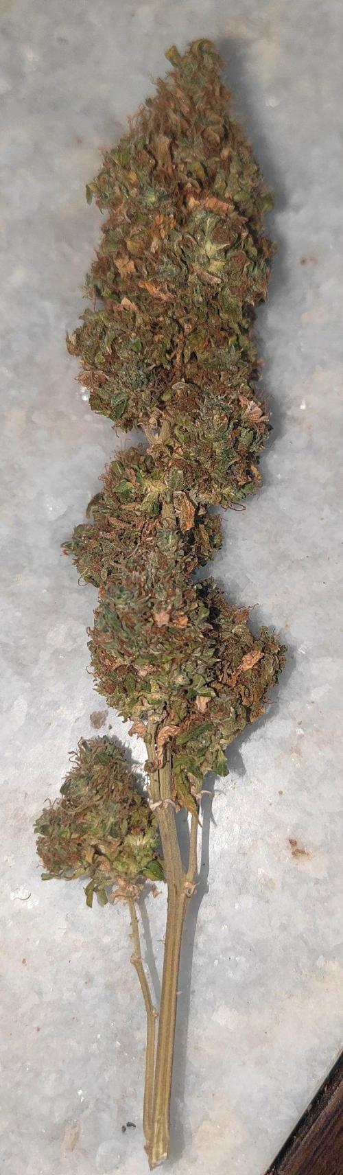14/14 Oreoz FEM "GB SEEDS". Week 29