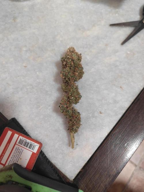 14/14 Oreoz FEM "GB SEEDS". Week 29