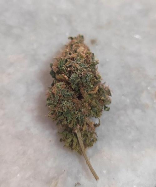 14/14 Oreoz FEM "GB SEEDS". Week 29