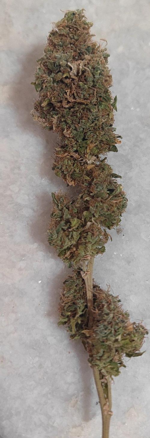 14/14 Oreoz FEM "GB SEEDS". Week 29