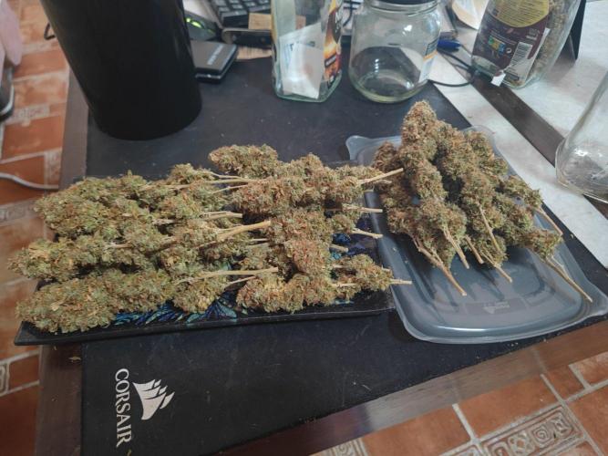14/14 Oreoz FEM "GB SEEDS". Week 29