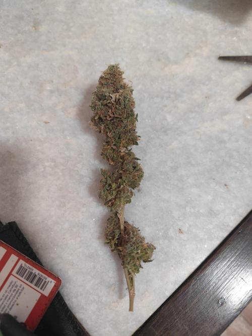14/14 Oreoz FEM "GB SEEDS". Week 29