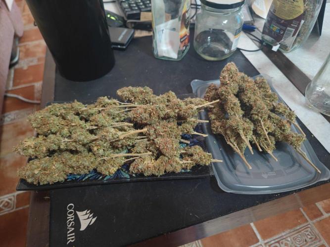 14/14 Oreoz FEM "GB SEEDS". Week 29