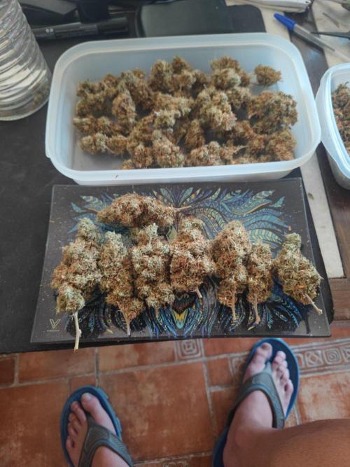 14/14 Kritical GB FEM "GB STRAINS". Week 30