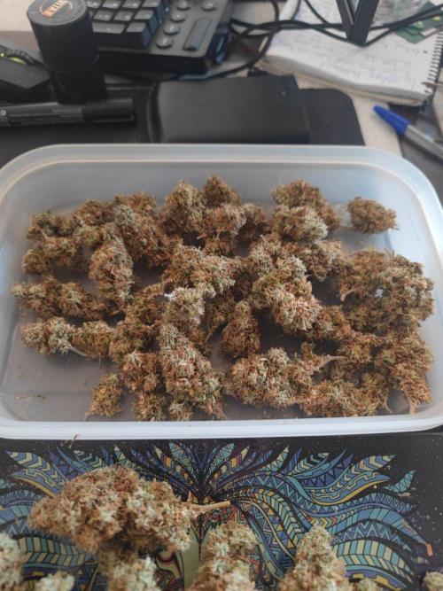 14/14 Kritical GB FEM "GB STRAINS". Week 30