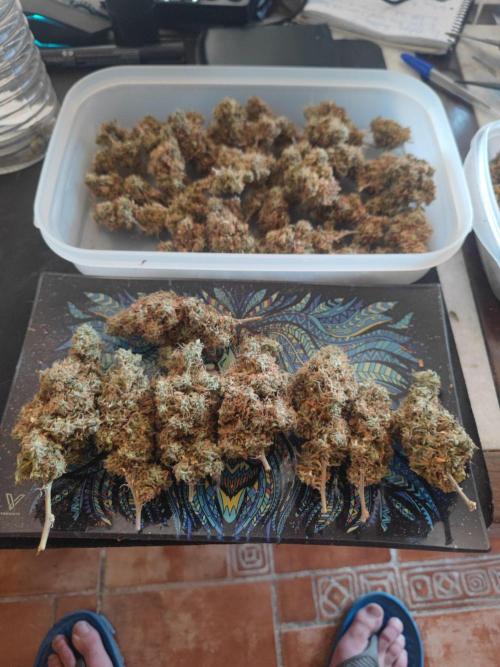 14/14 Kritical GB FEM "GB STRAINS". Week 30