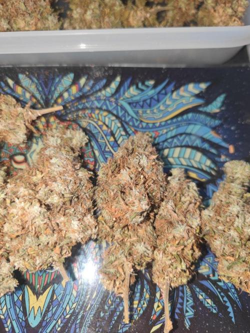 14/14 Kritical GB FEM "GB STRAINS". Week 30