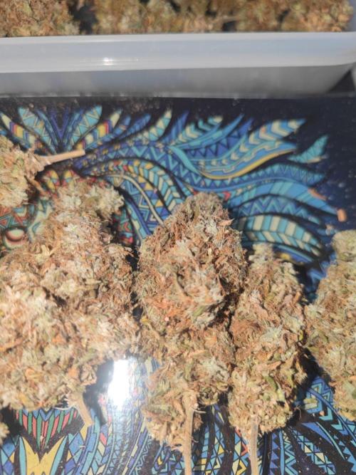 14/14 Kritical GB FEM "GB STRAINS". Week 30