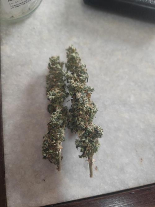 14/14 CRITICAL FEM "GB STRAINS". Week 30