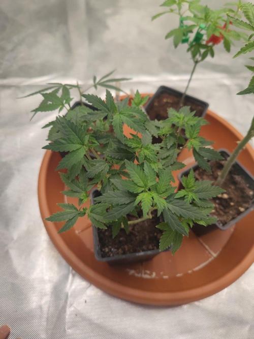 CRITICAL FEM "GB STRAINS. Week 1